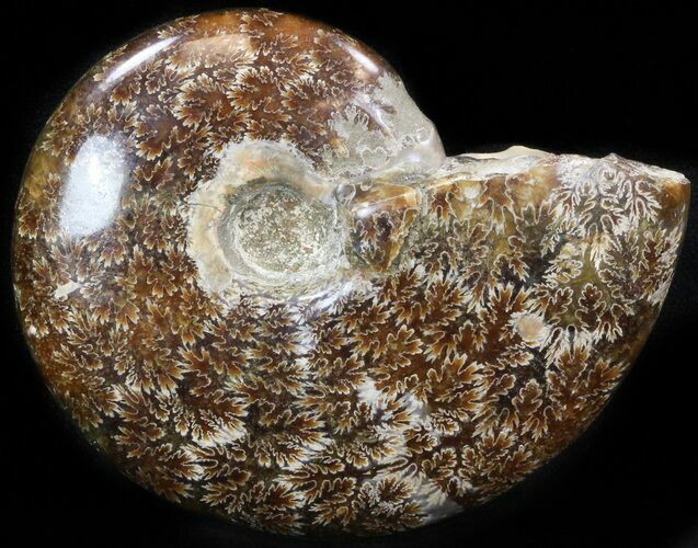Cleoniceras Ammonite Fossil - Madagascar #41653